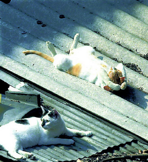 Os Gatos Ainda V O Dominar O Mundo Se A Pregui A Deixar Arreganho