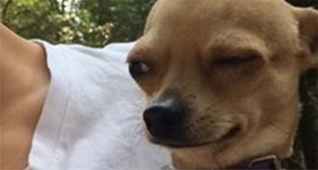 Cachorro Com Cara De Desconfiado Photoshop Infinitas Possibilidades Arreganho